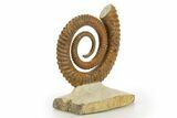 Early Devonian Ammonoid (Anetoceras) - Tazarine, Morocco #320848-3